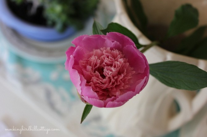 peony