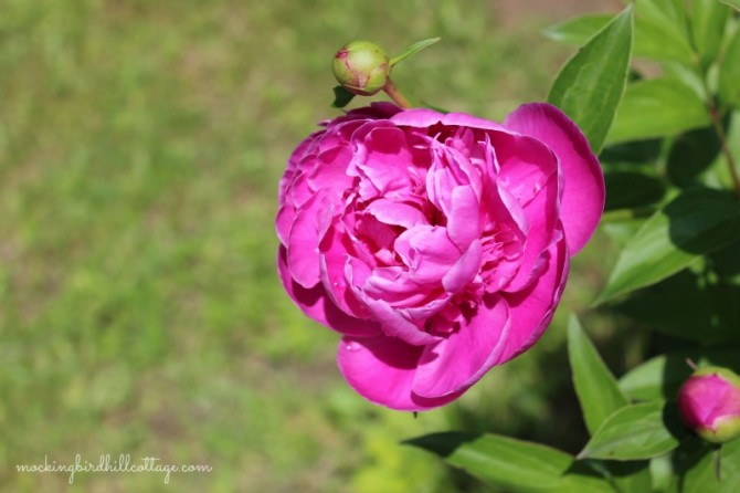 peony1