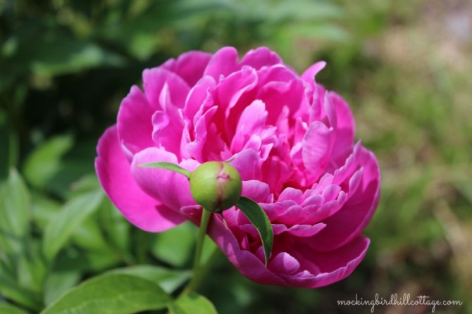 peony2