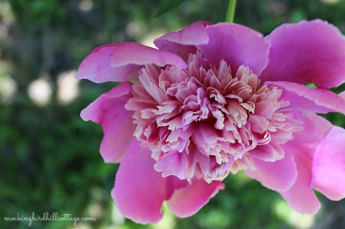 peonypinkness