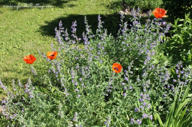 poppies