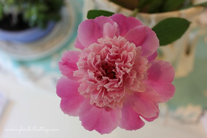 prettypeony