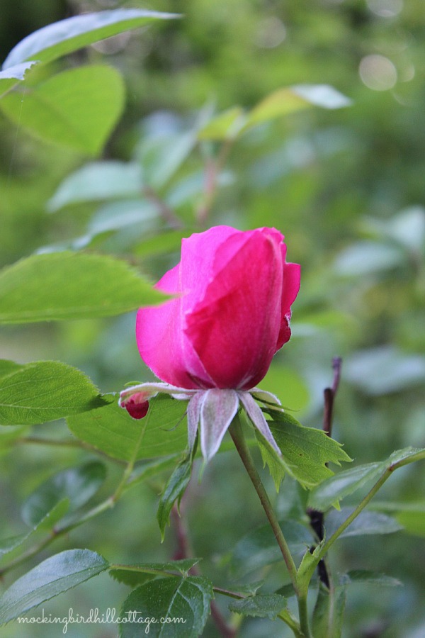 rosebud