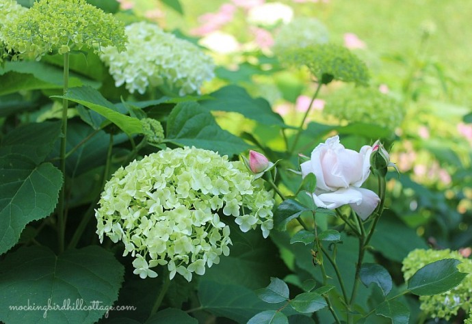 rosehydrangea