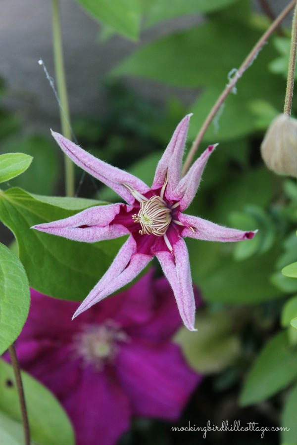 wed-clematis