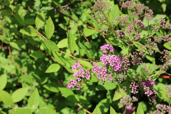 wed-spirea