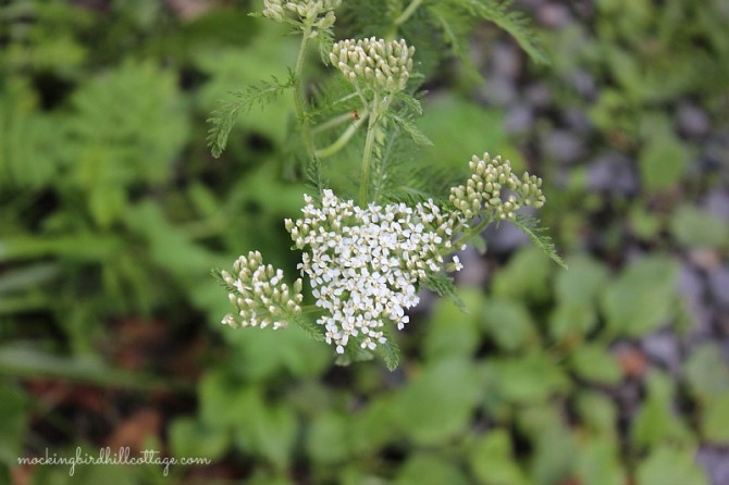 wed-yarrow