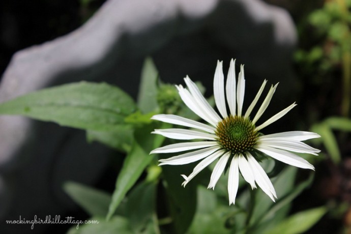 whiteconeflower