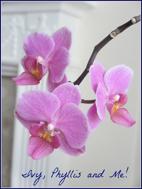 Blog Orchid 3 01