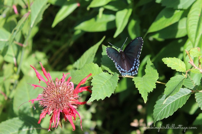 Red-Spotted Purple1