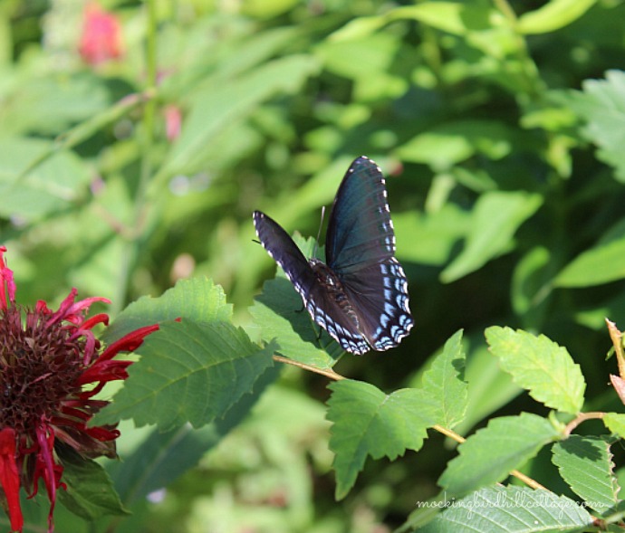 Red-Spotted Purple2