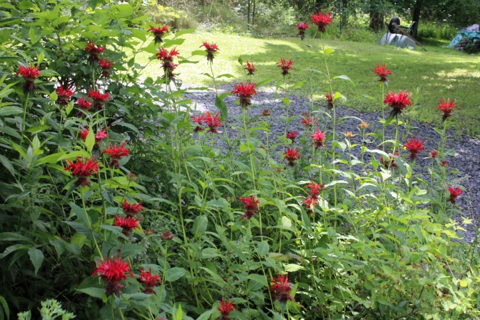 beebalm