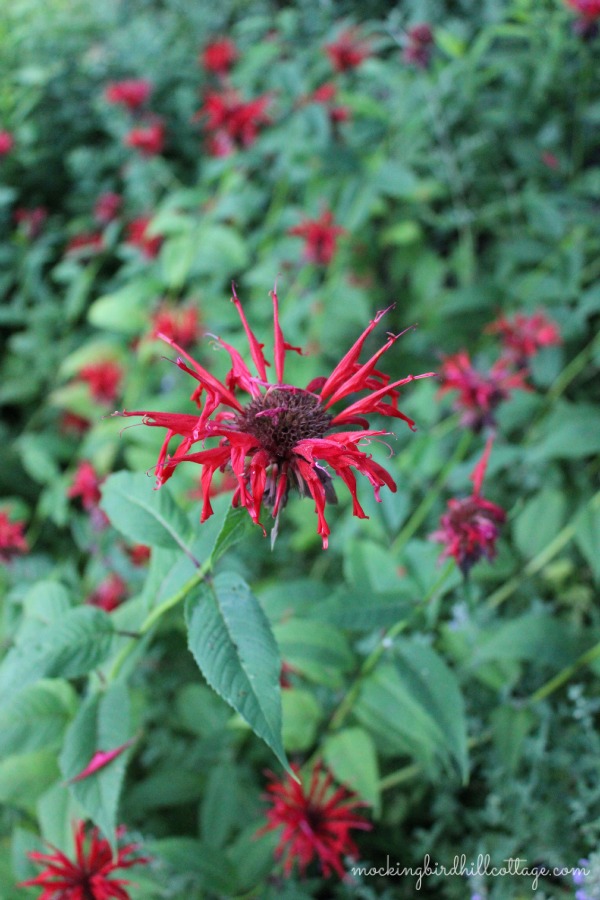 beebalm