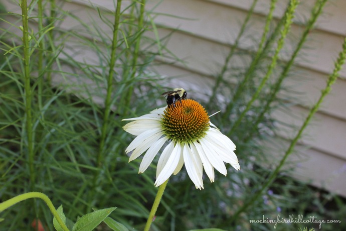 beeonconeflower