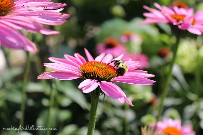 beeonpurpleconeflower