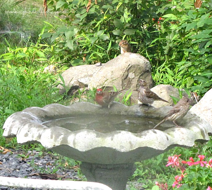 birdesatibirdbath