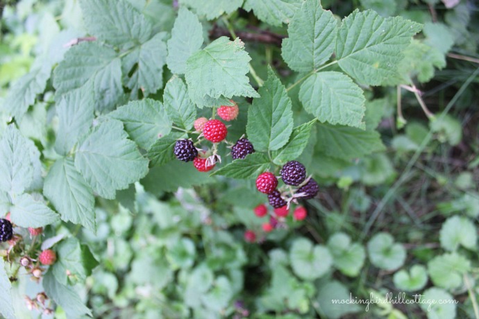 blackberries