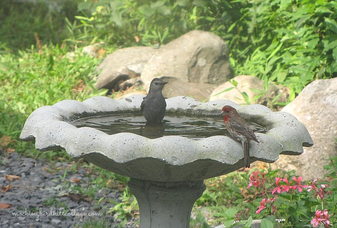 catbirdfinch