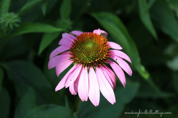 coneflower