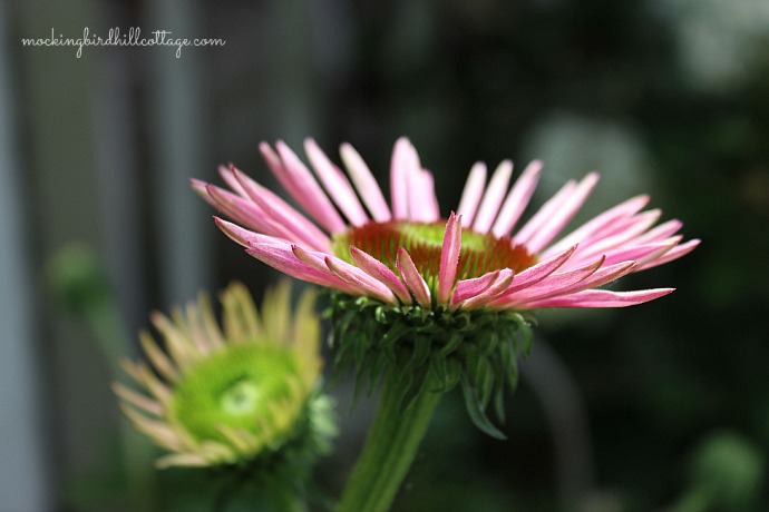 coneflower