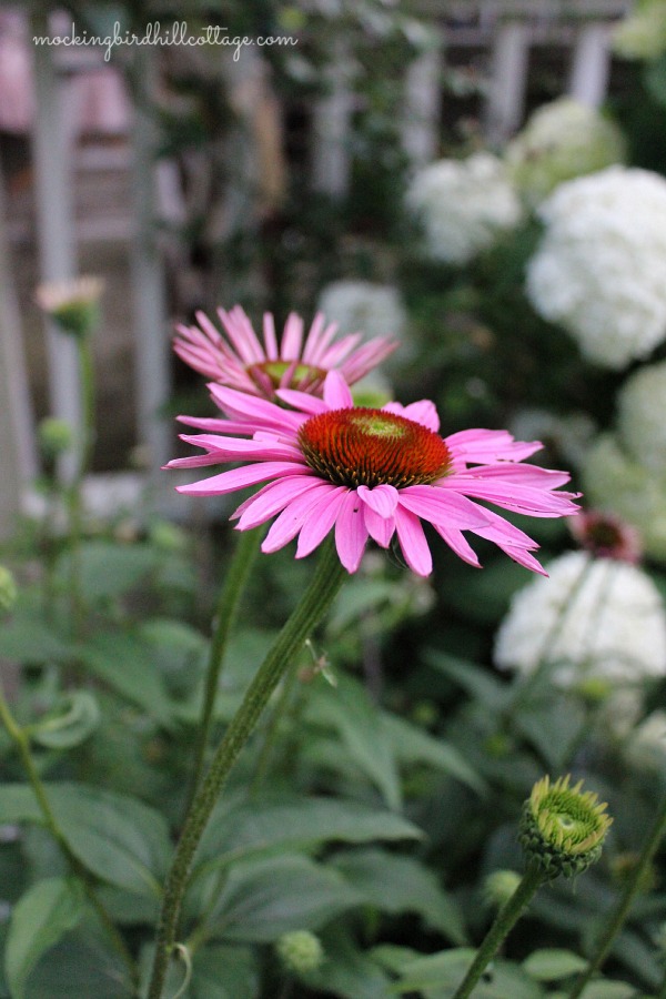 coneflowers