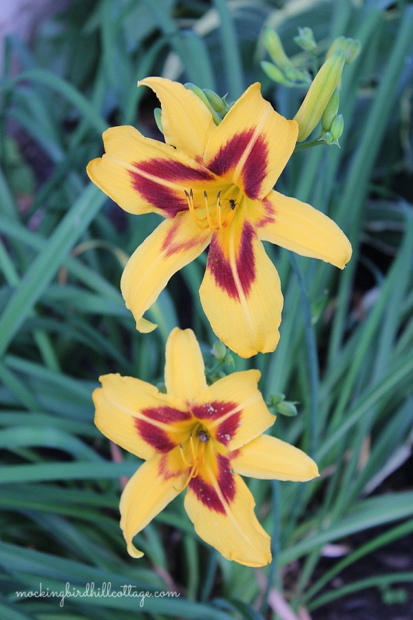 day lilies