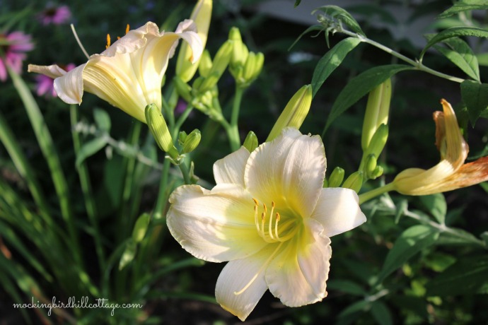 dayliliesbeauty