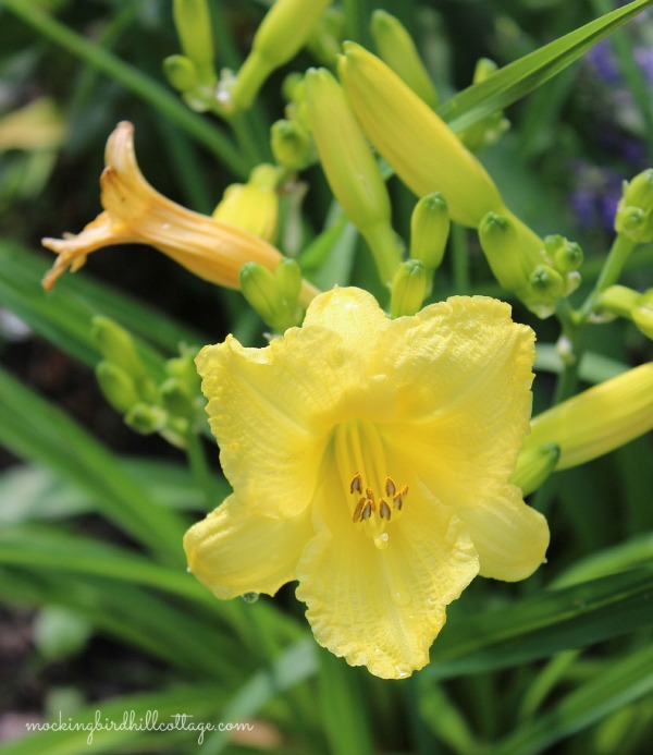 daylily1