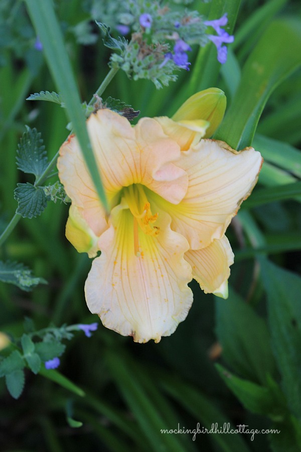 daylily