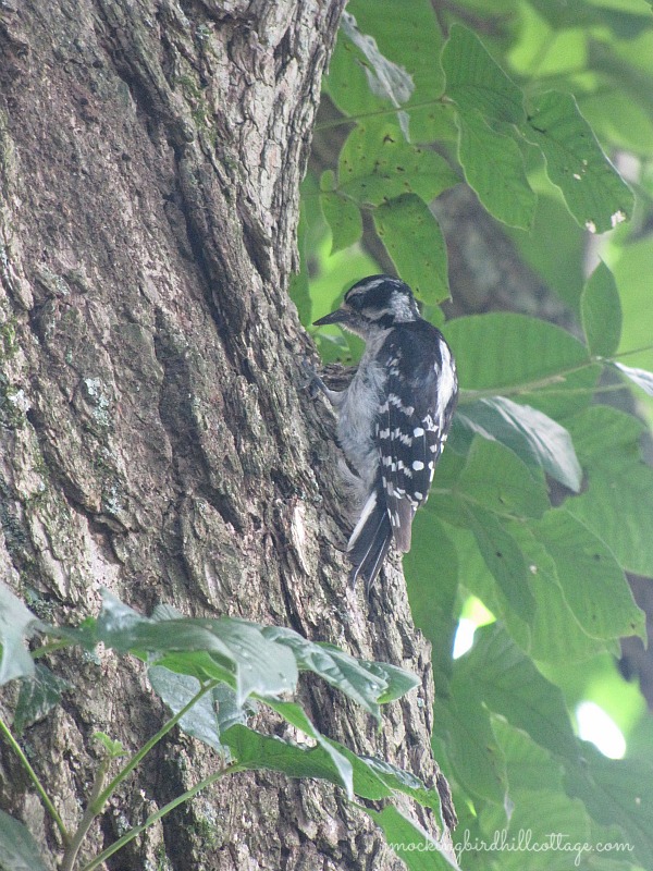 downywoodpecker