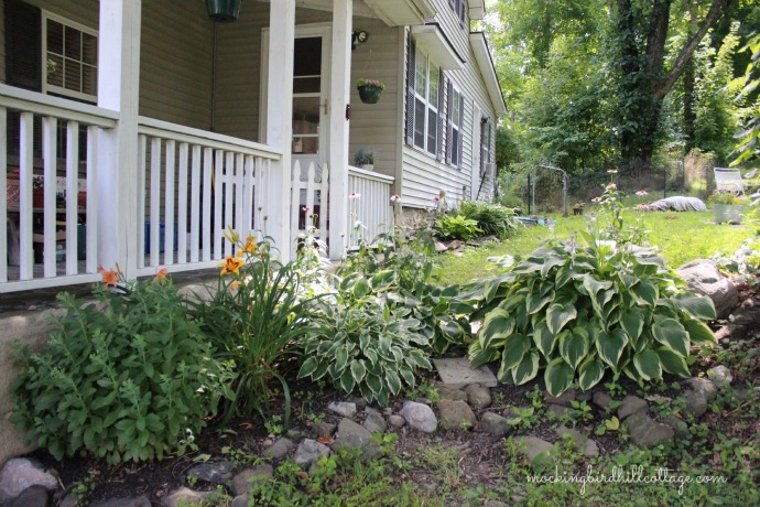 hostas