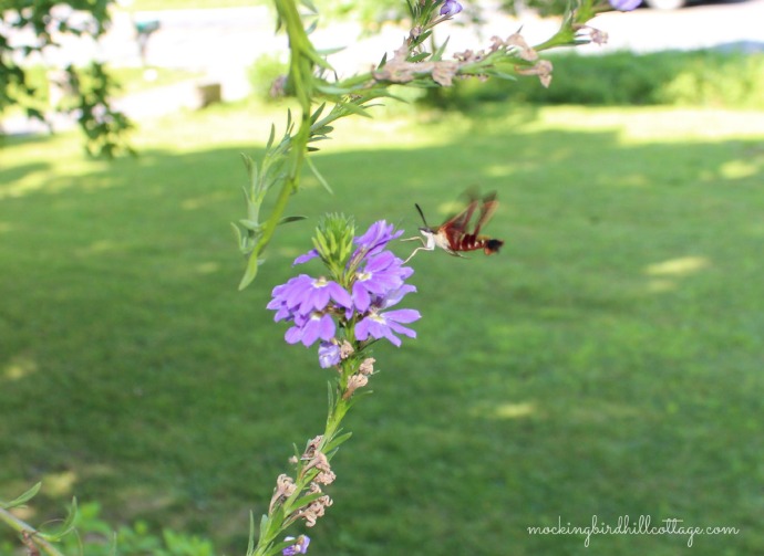 hummingbirdmoth