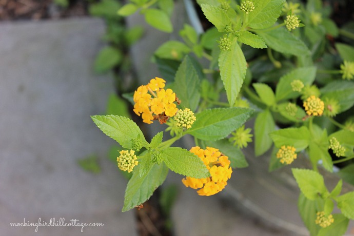 lantana