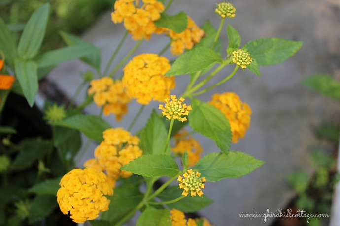 lantana