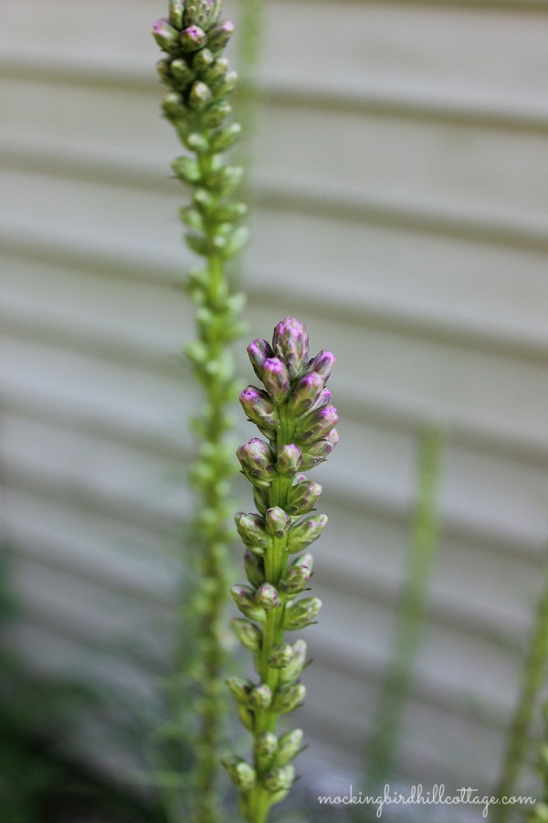 liatris