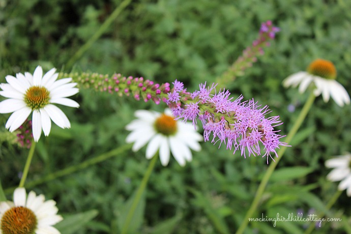 liatris