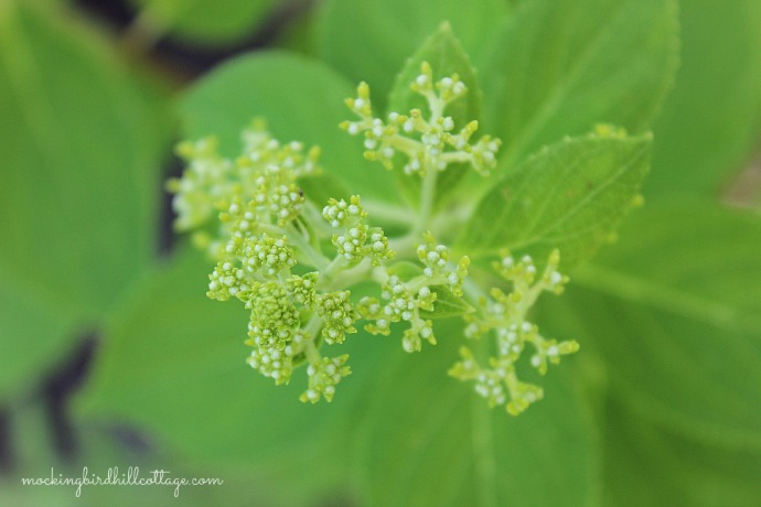 limelighthydrangea