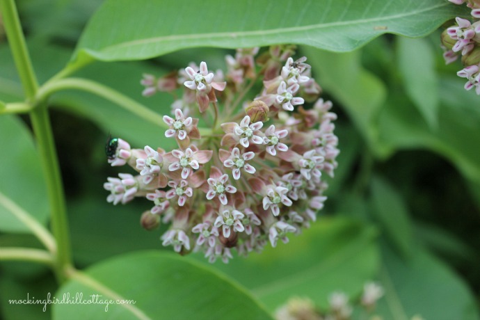 milkweed1