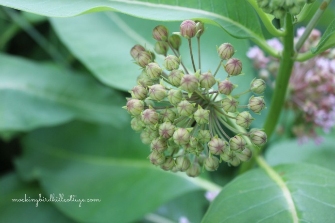 milkweed2