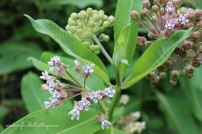 milkweed3