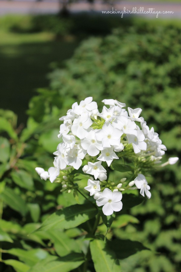 phlox