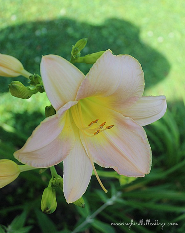 prettydaylily