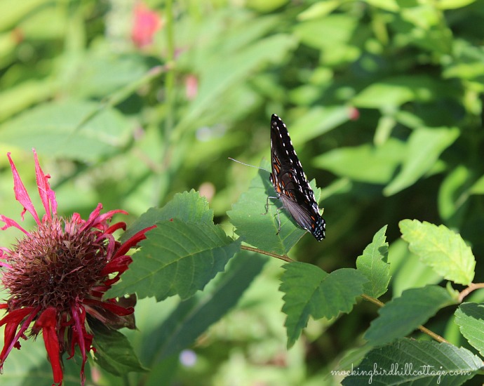 red-spotted purple3