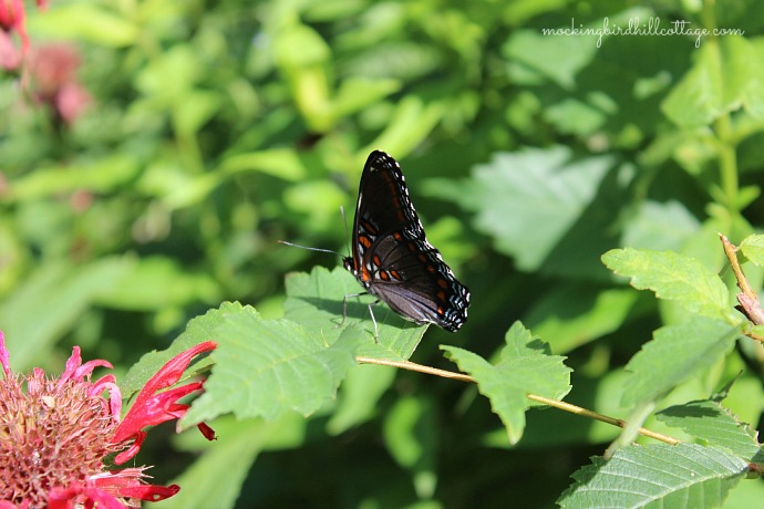red-spotted purple4
