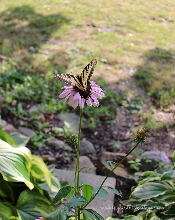 swallowtailpurplecone