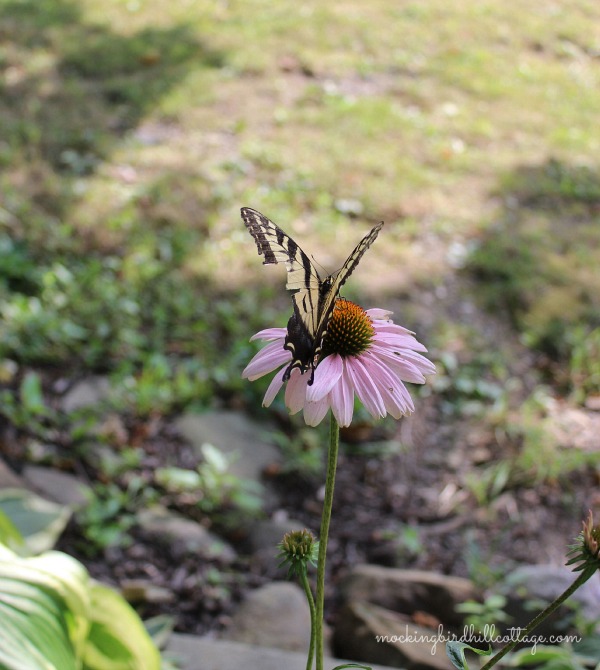 swallowtailpurplecone2