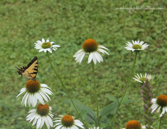 swallowtailwhitecone