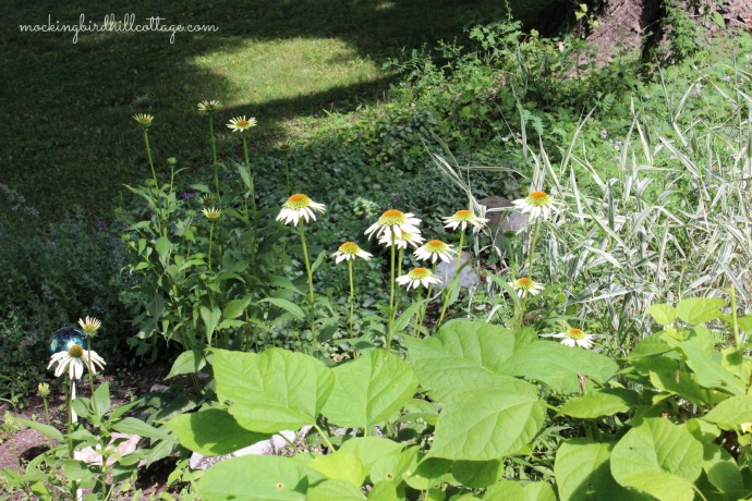 whiteconeflowers