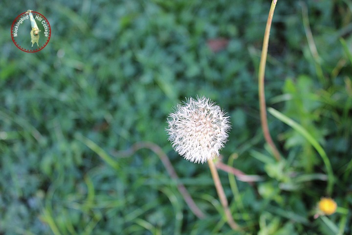 dandelion