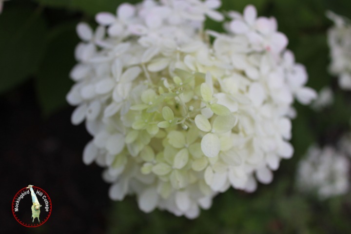 hydrangea